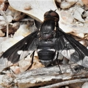 Balaana sp. (genus) at Paddys River, ACT - 13 Dec 2019