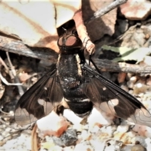 Balaana sp. (genus) at Paddys River, ACT - 13 Dec 2019