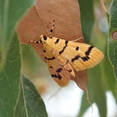 Dichocrocis clytusalis (Kurrajong Leaf-tier, Kurrajong Bag Moth) at Mount Painter - 15 Dec 2019 by CathB