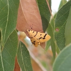 Dichocrocis clytusalis at Cook, ACT - 15 Dec 2019