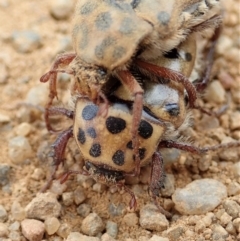 Neorrhina punctata (Spotted flower chafer) at Cook, ACT - 15 Dec 2019 by CathB