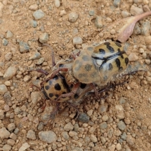 Neorrhina punctata at Cook, ACT - 15 Dec 2019