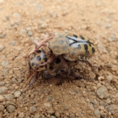 Neorrhina punctata at Cook, ACT - 15 Dec 2019