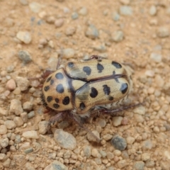 Neorrhina punctata at Cook, ACT - 15 Dec 2019