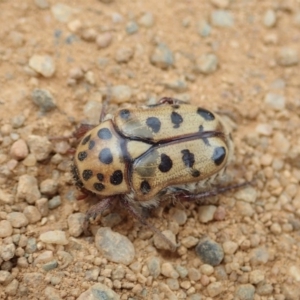 Neorrhina punctata at Cook, ACT - 15 Dec 2019