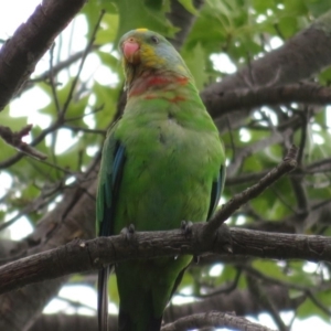 Polytelis swainsonii at Hughes, ACT - 15 Dec 2019