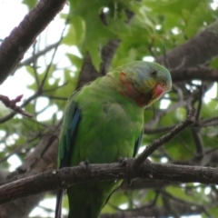 Polytelis swainsonii at Hughes, ACT - 15 Dec 2019