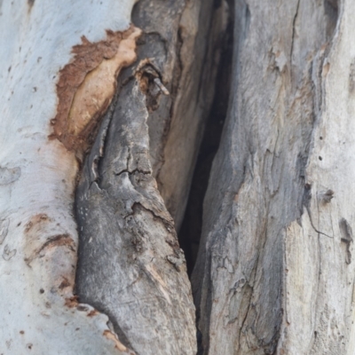 Eucalyptus mannifera (Brittle Gum) at Federal Golf Course - 17 Nov 2019 by marioneliza1