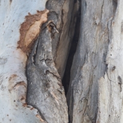 Eucalyptus mannifera (Brittle Gum) at Garran, ACT - 17 Nov 2019 by marioneliza1
