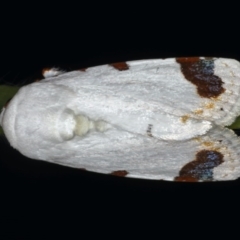 Chasmina pulchra (White Beauty (Acronictinae) at Ainslie, ACT - 14 Dec 2019 by jb2602