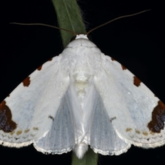 Chasmina pulchra at Ainslie, ACT - 14 Dec 2019 09:40 PM