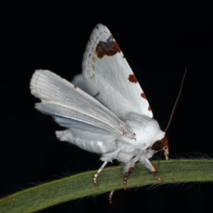 Chasmina pulchra at Ainslie, ACT - 14 Dec 2019 09:40 PM