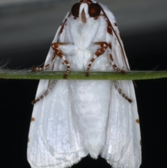 Chasmina pulchra at Ainslie, ACT - 14 Dec 2019 09:40 PM