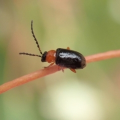 Adoxia benallae (Leaf beetle) at Mount Painter - 15 Dec 2019 by CathB