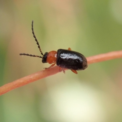 Adoxia benallae (Leaf beetle) at Mount Painter - 15 Dec 2019 by CathB