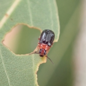 Adoxia benallae at Cook, ACT - 15 Dec 2019 11:44 AM