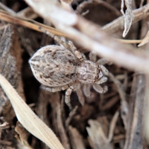 Maratus chrysomelas at Cook, ACT - 15 Dec 2019