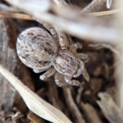 Maratus chrysomelas at Cook, ACT - 15 Dec 2019