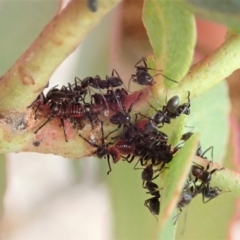 Eurymela fenestrata (Gum tree leafhopper) at Mount Painter - 13 Dec 2019 by CathB