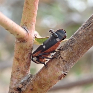 Eurymela fenestrata at Dunlop, ACT - 13 Dec 2019