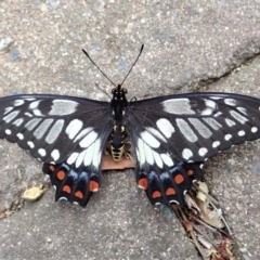 Papilio anactus (Dainty Swallowtail) at Cook, ACT - 13 Dec 2019 by CathB