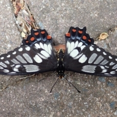 Papilio anactus at Cook, ACT - 13 Dec 2019 09:51 AM