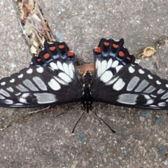 Papilio anactus at Cook, ACT - 13 Dec 2019