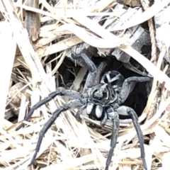 Venatrix sp. (genus) (Unidentified Venatrix wolf spider) at Aranda, ACT - 15 Dec 2019 by Jubeyjubes
