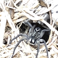 Venatrix sp. (genus) at Aranda, ACT - 15 Dec 2019 06:32 PM