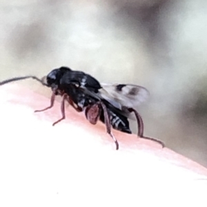 Chalcididae (family) at Aranda, ACT - 15 Dec 2019 06:25 PM