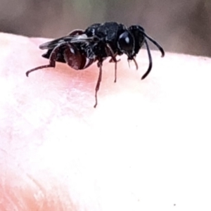 Chalcididae (family) at Aranda, ACT - 15 Dec 2019 06:25 PM