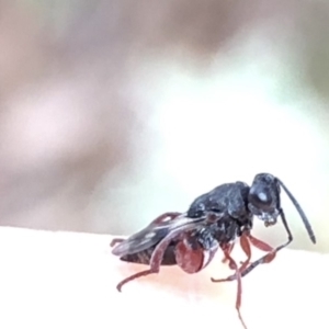 Chalcididae (family) at Aranda, ACT - 15 Dec 2019