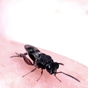 Chalcididae (family) at Aranda, ACT - 15 Dec 2019 06:25 PM