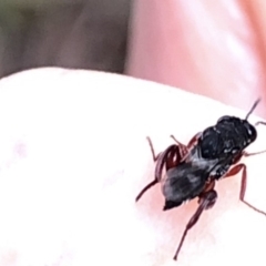 Chalcididae (family) at Aranda, ACT - 15 Dec 2019 06:25 PM