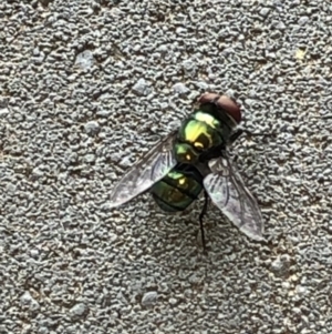 Chrysomya sp. (genus) at Aranda, ACT - 15 Dec 2019 06:54 PM