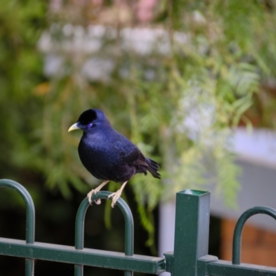 Ptilonorhynchus violaceus (Satin Bowerbird) at Wanniassa Hill - 15 Dec 2019 by JimboSlice56