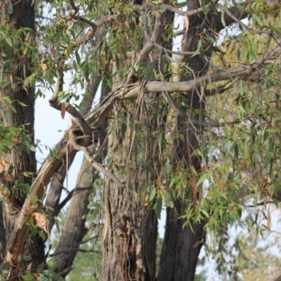 Eucalyptus sp. (A Gum Tree) at Gundaroo, NSW - 14 Dec 2019 by Gunyijan