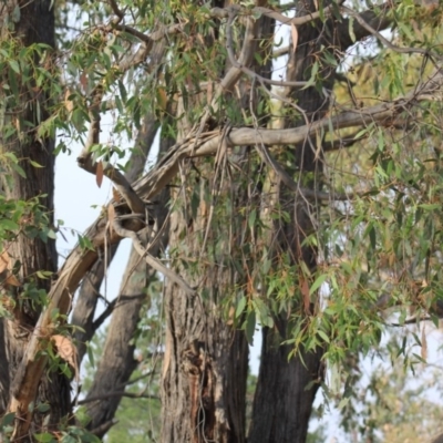 Eucalyptus sp. (A Gum Tree) at Gundaroo, NSW - 13 Dec 2019 by Gunyijan