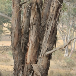 Eucalyptus sp. at Gundaroo, NSW - 14 Dec 2019