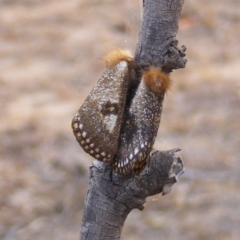 Epicoma contristis (Yellow-spotted Epicoma Moth) at Symonston, ACT - 15 Dec 2019 by MichaelMulvaney