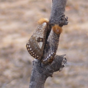 Epicoma contristis at Symonston, ACT - 15 Dec 2019