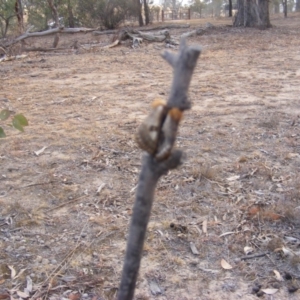 Epicoma contristis at Symonston, ACT - 15 Dec 2019