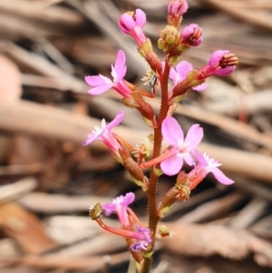 Stylidium graminifolium at Tinderry, NSW - 15 Dec 2019 03:21 PM