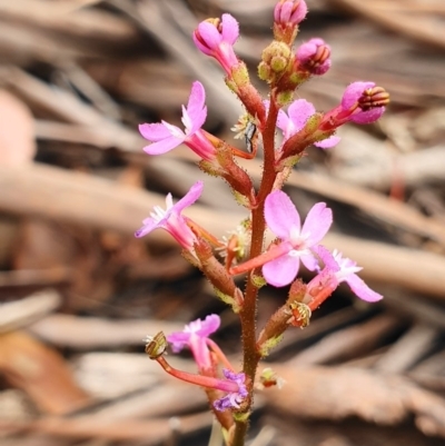 Stylidium graminifolium (Grass Triggerplant) at Tinderry, NSW - 15 Dec 2019 by shoko