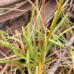 Stylidium graminifolium at Tinderry, NSW - 15 Dec 2019 03:21 PM