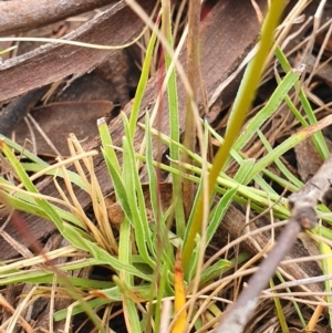 Stylidium graminifolium at Tinderry, NSW - 15 Dec 2019
