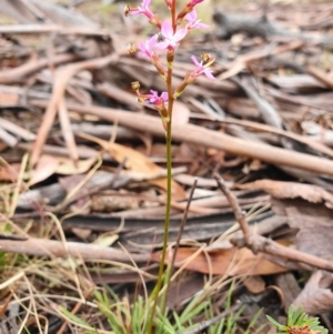 Stylidium graminifolium at Tinderry, NSW - 15 Dec 2019 03:21 PM