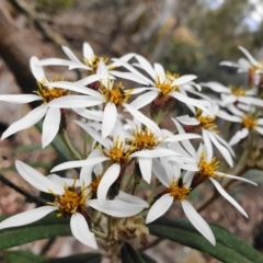 Olearia megalophylla (Large-leaf Daisy-bush) at Tinderry, NSW - 15 Dec 2019 by shoko