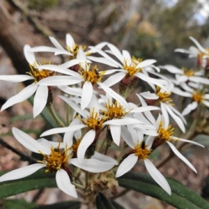 Olearia megalophylla at Tinderry, NSW - 15 Dec 2019 01:03 PM