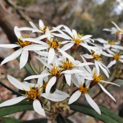 Olearia megalophylla (Large-leaf Daisy-bush) at Tinderry, NSW - 15 Dec 2019 by shoko